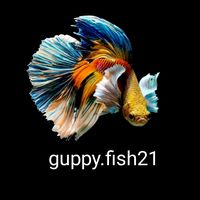 guppy.fish21