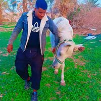 الصوت الأصلي