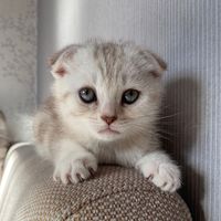 milkacat43