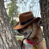 panfilochihuahua