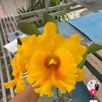 original sound - mih.ma.ma