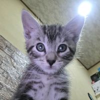 Gei el que se robe el audio sin dar créditos XD