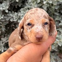 poodle_il