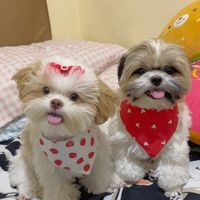 choppertheshih_