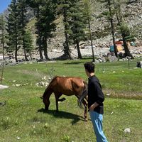 afridi_037