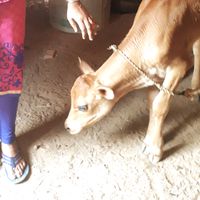 original sound - Paavai