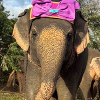 khamphongelephant