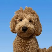 moppy_0522