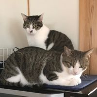 オリジナル楽曲 - 😺みいもも