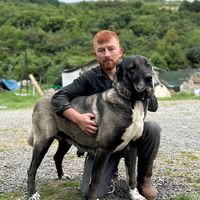 kocaelikangal4