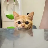 Damon Vacation PUBG VER