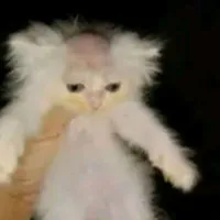 original sound - irameeswag