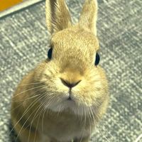 เสียงต้นฉบับ - คิมฮยองจู