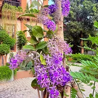 original sound - kunthy300