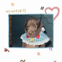 original sound - Srey Moa Group