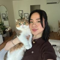 phoebe.thescottishfold