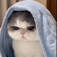 សំឡេងដើម - Ai