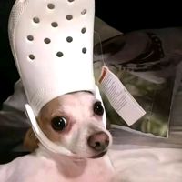 เสียงต้นฉบับ - โบ้อยากฟังเพลง 🐶