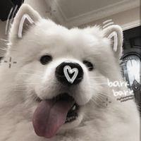 pxmellowmew