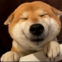 original sound - AceDoge