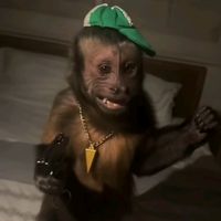 iamchimpmind