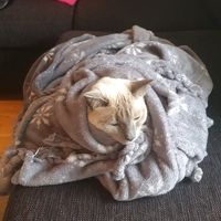 burrito_cats