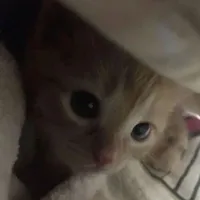 original sound - _.dieulinh_.380