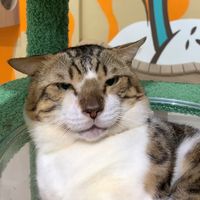 suara asli - anstlakhyr_