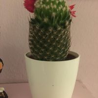 skr_0780