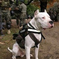 mr.dogoargentino