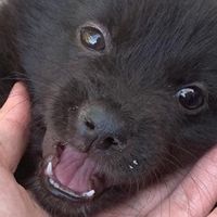 เสียงต้นฉบับ - Fairy Secret.