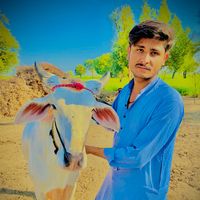 bullraceinpakistan110