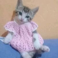 xoxoleylen