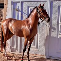 princefall86