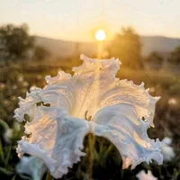 original sound - survey438