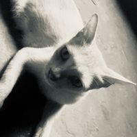 ajs11_11_11