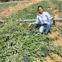 เสียงต้นฉบับ - นกแตงโม🍉🍉🍉