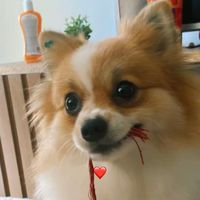 seraphinepet