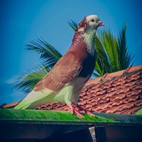 pigeonloverfazi