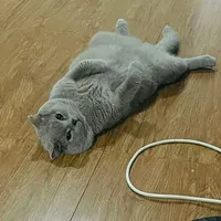 original sound - vanessaho48