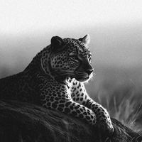 Taare Dein Sahare by Zeshan Cheema