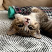 nemu.thecat