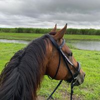 brigalow_horse