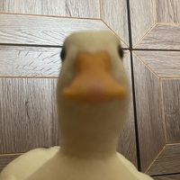 nellybellyguy