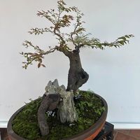 muoihongmini