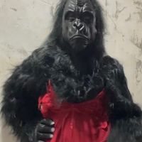 am_kingkong