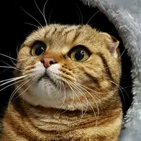 original sound - scottishfoldluna