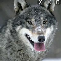 gymotux