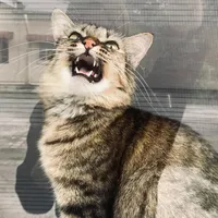 original sound - h.najwaaaa