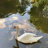 suara asli - Isnaanf